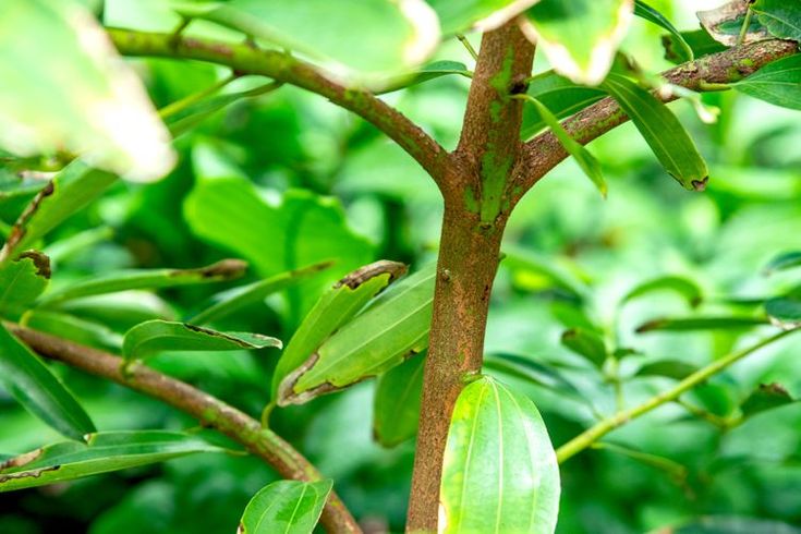 Global Cinnamon Market